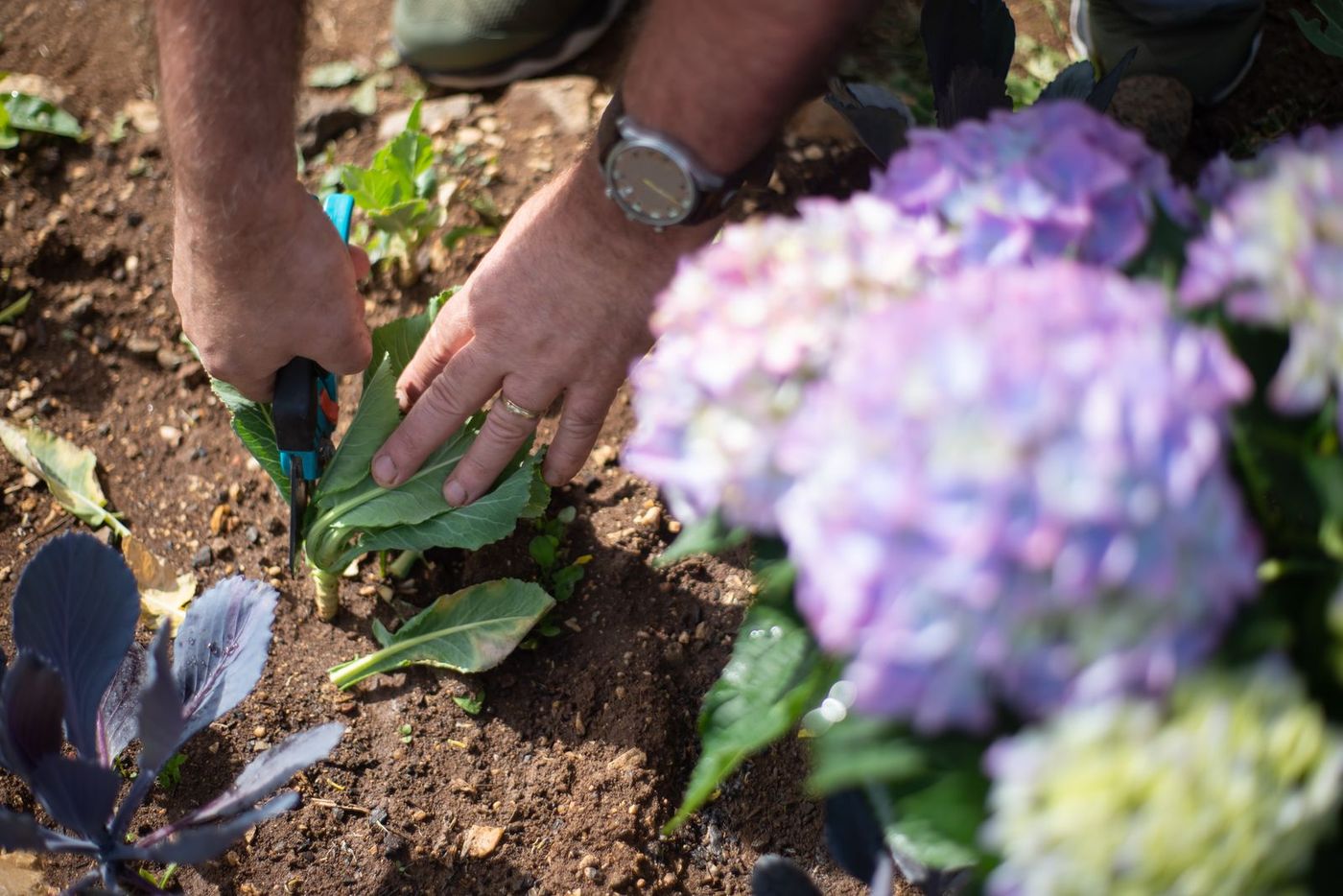 Fine Gardening and Bed Care