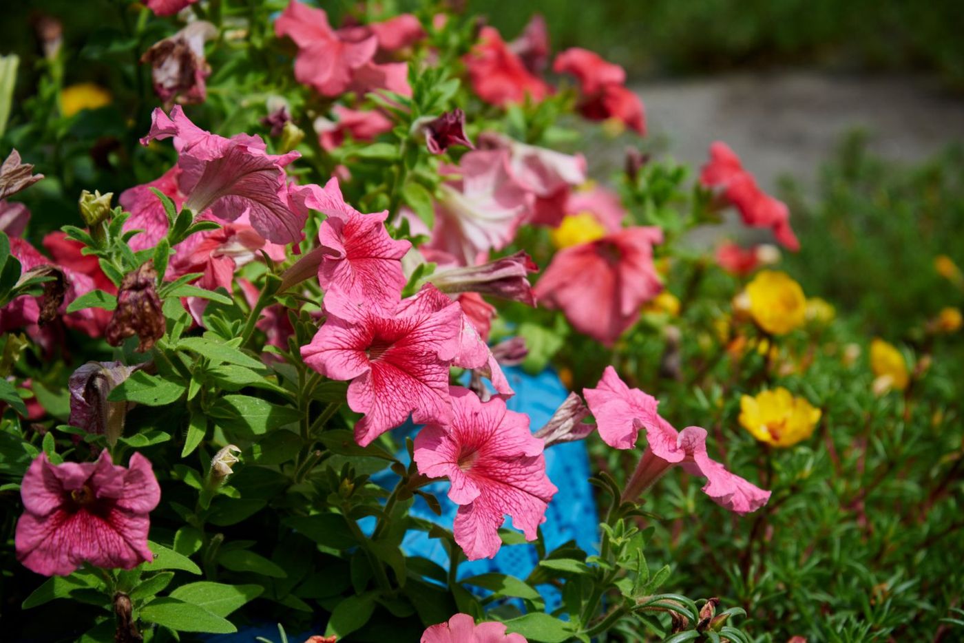 Planting and Design